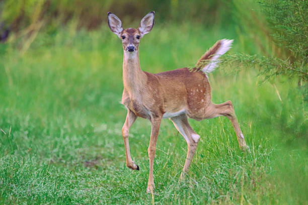 fawn di cervo dalla coda bianca - cervo dalla coda bianca foto e immagini stock