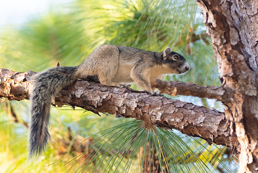 A squirrel in a pine tree in Ocala National Forest.