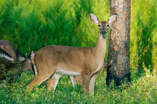 A white-tailed deer in Florida.