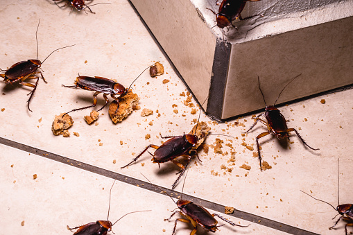 infestación de cucarachas en el interior, foto por la noche, insectos en el suelo comiendo restos de comida photo