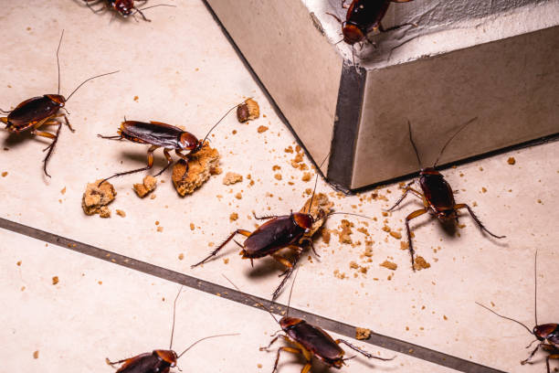 Commercial Pest Control In Portland