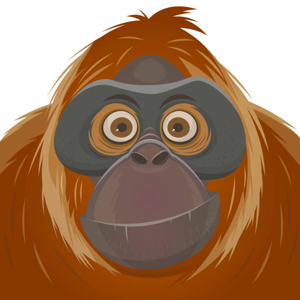 Cartoon Illustration Of An Orangutan Ape Stock Illustration - Download  Image Now - Orangutan, Island of Borneo, Ape - iStock