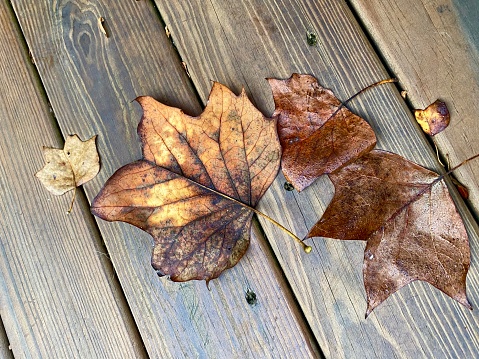 A few fallen leaves laying on wooden deck