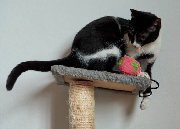 istock cute black and white cat playing with a toy on a stand 1285362600