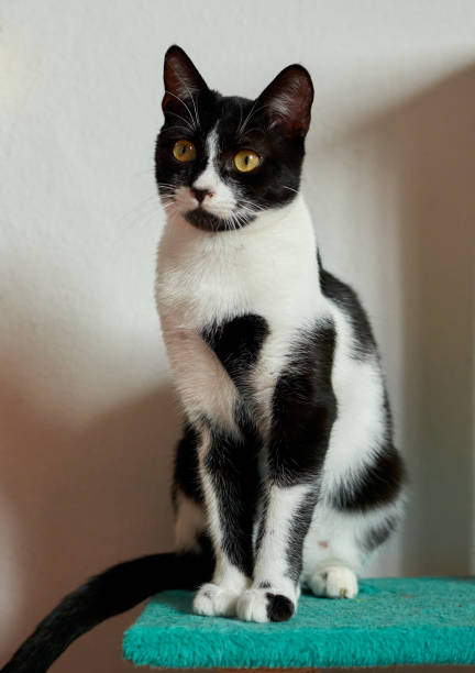 istock vertical shot of a cute black and white cat with bright eyes 1285362602