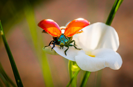 Macro photo of a ladybug on a Chamomile flower