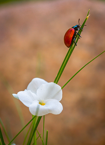 Chrysomela Populi on a flower spreading it´s shell in back lit light