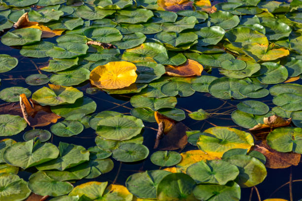 istock waterlilies in autumn, Deer Lake, Burnaby, BC, Canada 1285363824