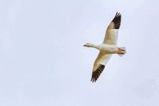 istock snow goose flying in the sky 1285363855