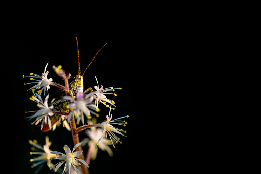 Grasshopper, hiding behind flower, camouflage, bokeh background