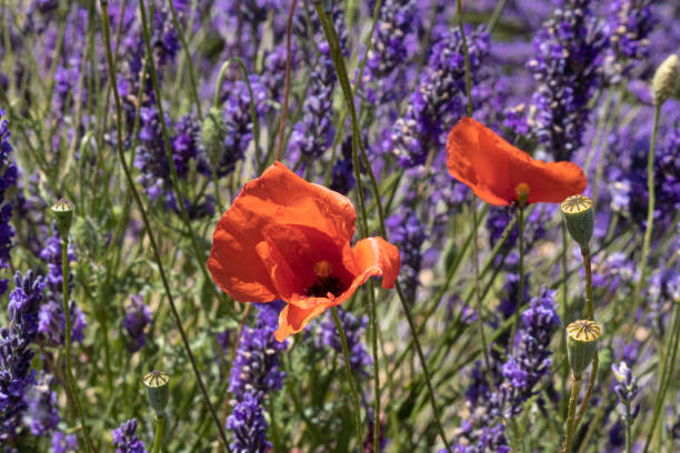 Valensole, France - July 5, 2020: Red poppy among purple lavender