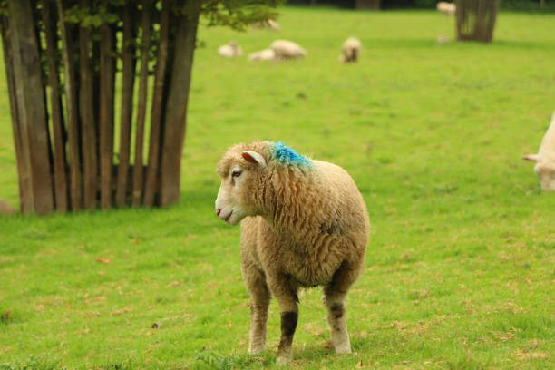 istock Sheep grazing in the fields around Restormel Manor in Cornwall 1285368590