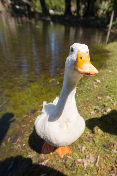 istock Big white duck looking at the camera curiously. 1285369257