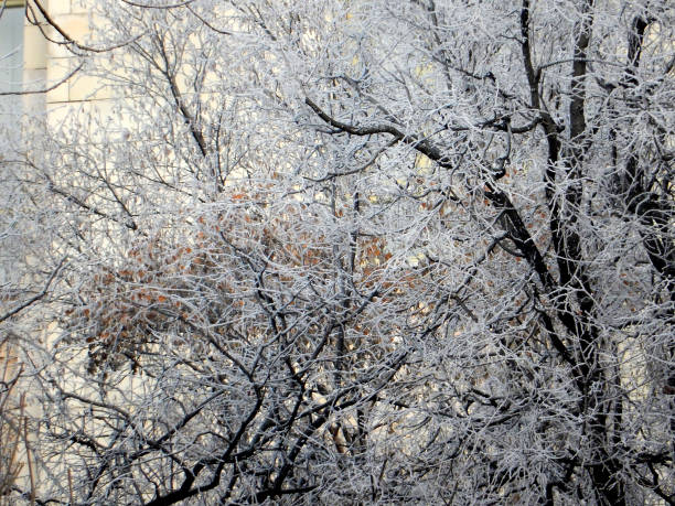 istock snow-covered trees in the winter cityscape, selective focus. 1285369698