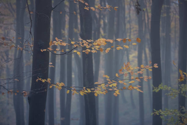 Free Stock Photo of Autumn leaves in a misty forest scene | Download ...