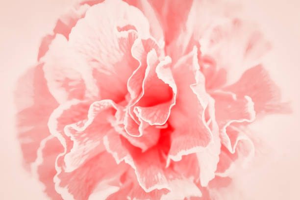 istock Light pink coral color carnation flower background, close up 1285370070
