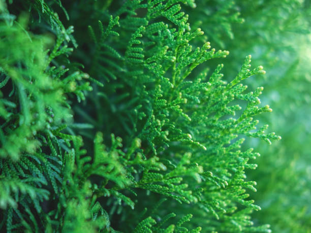 istock Beautiful evergreen thuja branches close up as a christmas background with a shallow focus. 1285370108