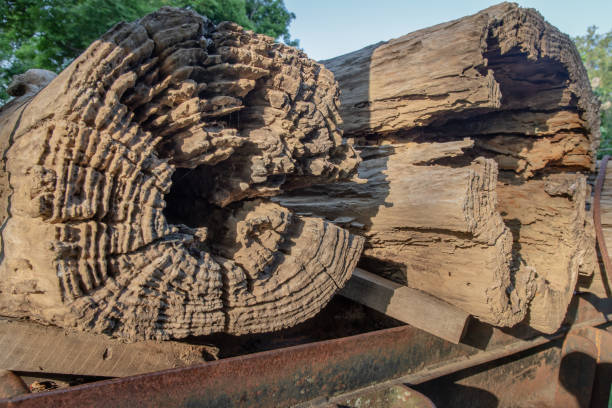 istock Close up of old big timber trunks background. 1285370722