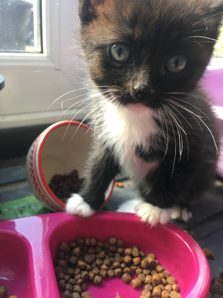 istock Kitten loves her food 1285374517