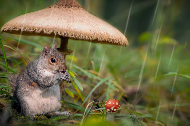500 Animal Rain Shelter Stock Photos, Pictures & Royalty-Free Images - iStock 500 Animal Rain Shelter Stock Photos, Pictures & Royalty-Free Images - iStock