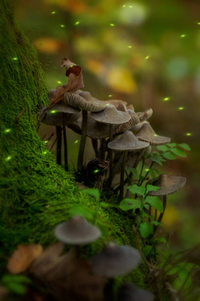 istock Magical forest with mushrooms and fireflies 1285374756