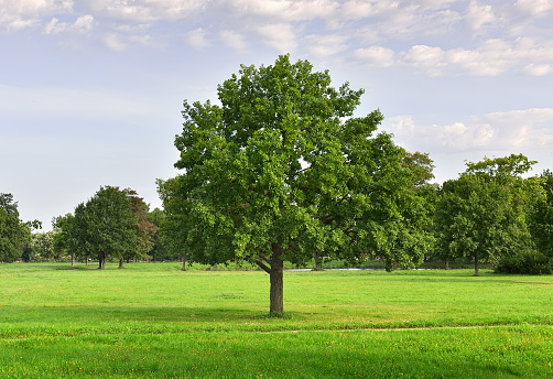 Wide green lawn with free-standing trees