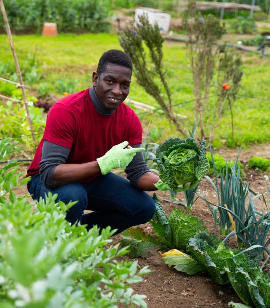 istock African american gardener picking fresh cabbage in garden 1285378408