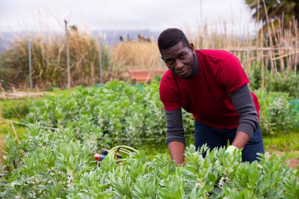 istock Man gardener working with beans seedlings in garden 1285378416