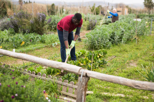 istock African gardener weeding with hoe in kitchen garden 1285378457