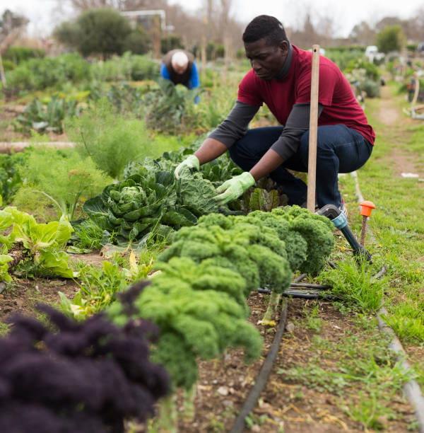 istock African-american worker picks cabbage in the garden 1285378472