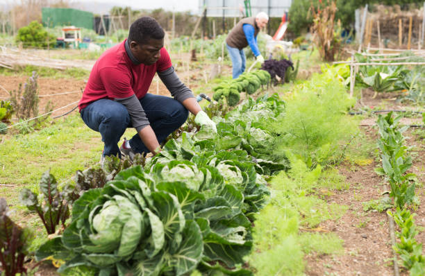 istock African-american worker picks cabbage in the garden 1285378488