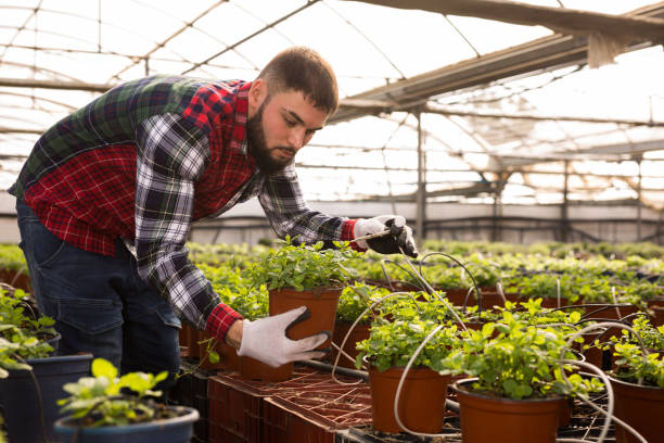 istock Worker supervising growth of young houseplants 1285378509