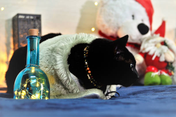 istock Elegant black cat for Christmas 1285380128