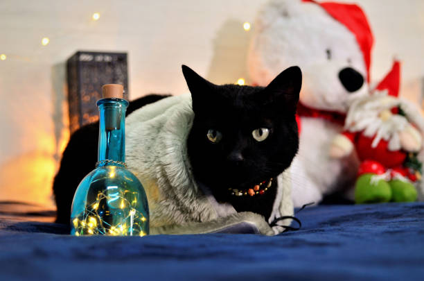 istock Black cat bobtail with Christmas LED lights 1285380201