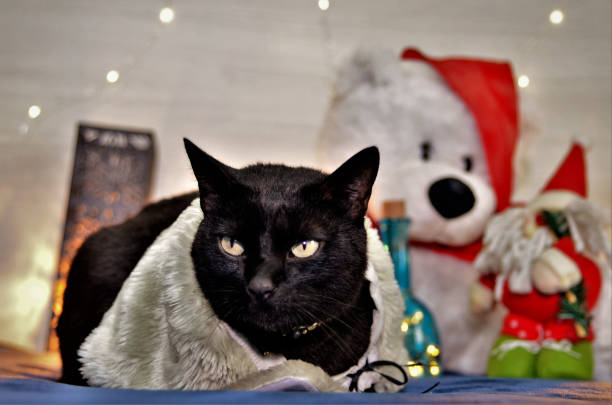istock Cat preto bobtail soon for or Natal 1285380205