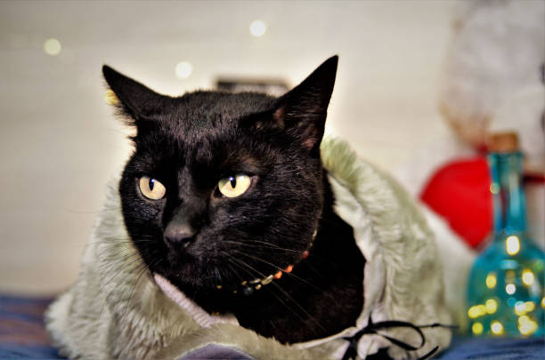 istock Face of a graceful black cat at Christmas 1285380217