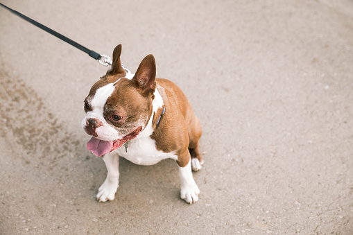 Cure Boston Terrier dog on a leash