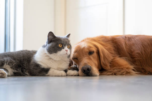 istock British Shorthair and Golden Retriever 1285380448