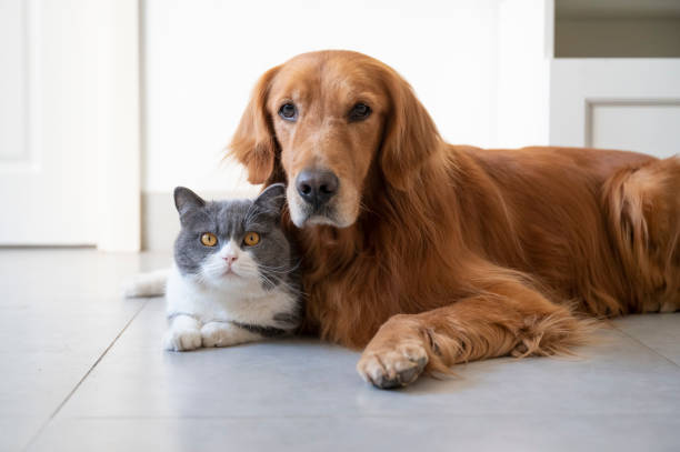 istock British Shorthair and Golden Retriever 1285380449