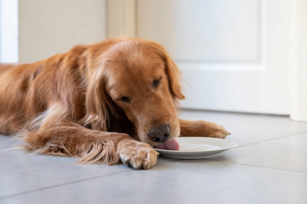 istock Golden Retriever lying on the floor and eating 1285380458