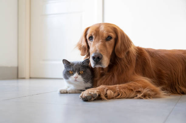 istock British Shorthair and Golden Retriever 1285380459