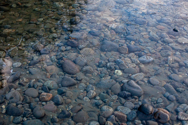 As the river begins to freeze, a thin sheet of ice starts to form and connect on top of the running water below in Squamish, British-Columbia