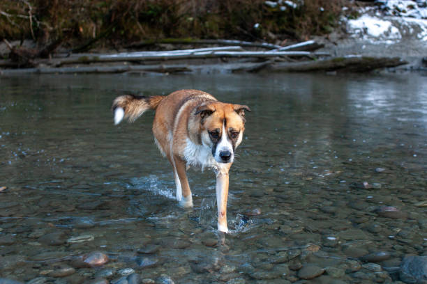 собака идет через замерзающую реку, разбивая тонкий лист льда на вершине - belle river стоковые фото и изображения