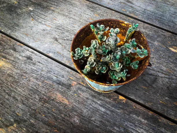 This is a photograph of one small succulent plant in a metal pot sitting on a old retro wood table with a wooden background