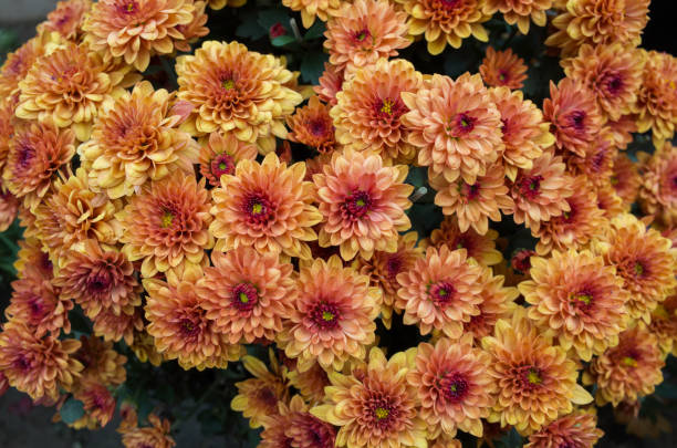istock Beautiful chrysanthemum flowers 1285383261