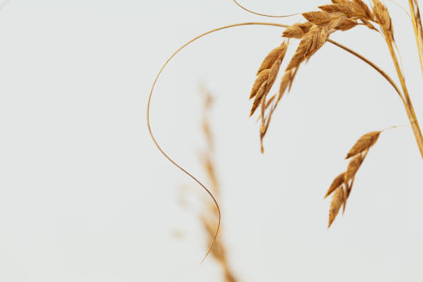 istock Close up of pampas grass 1285384104