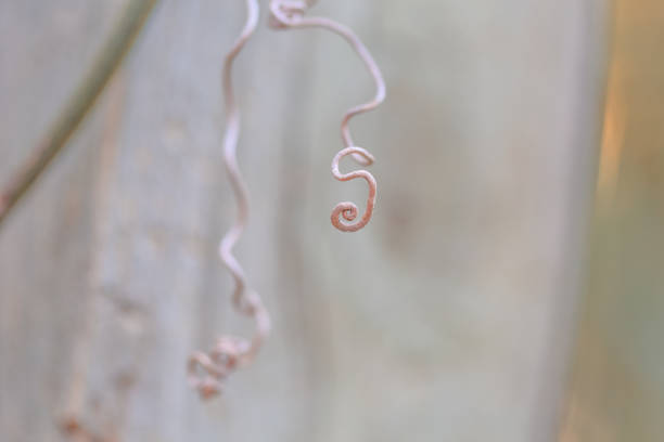 Close up of twirling vines