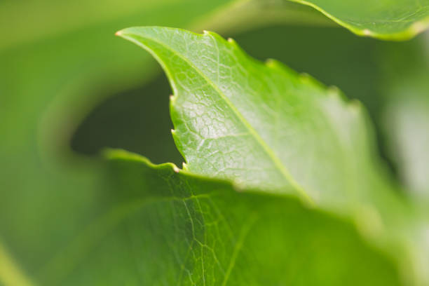 istock Close up of Japanese aralia leaf 1285384197