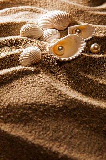 Seashells in the Sand with Pearl