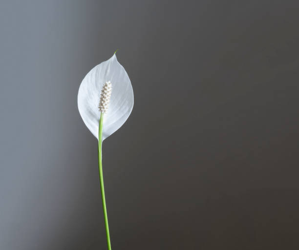 spathiphyllum: 평화 백합과 여성의 행복이라고도 불리는 하얀 향기로운 꽃. 중립 회색 배경에서 격리됩니다. 공간을 복사합니다. 잘라내길. - peace lily lily stamen single flower 뉴스 사진 이미지